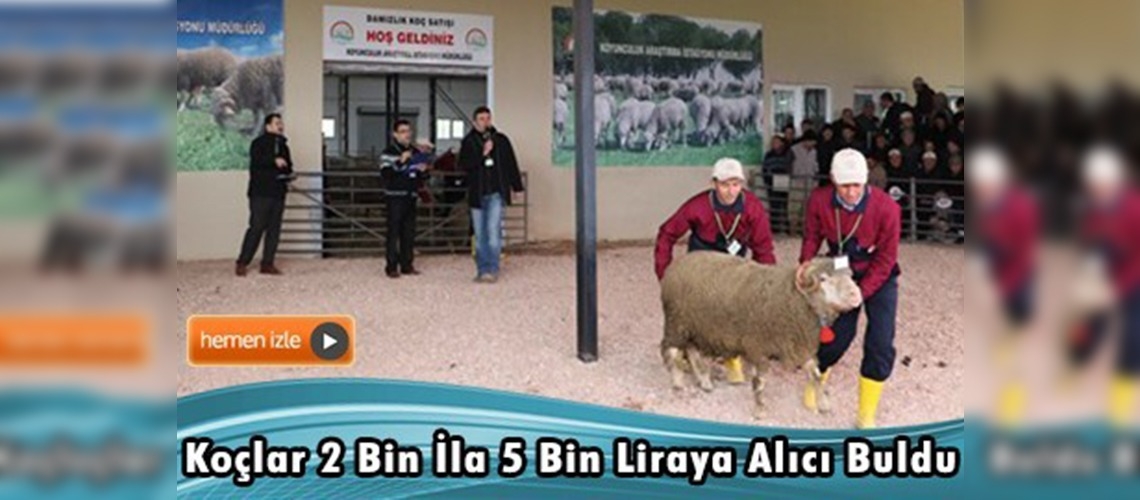 Bandırma'da 170 baş damızlık koç satışa çıktı