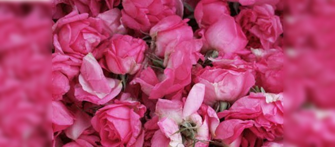 Gül yağı üreticisinin yüzü gülüyor