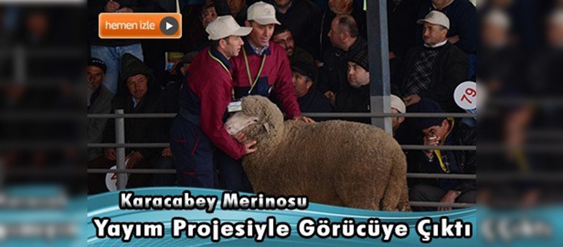 Bandırma'da damızlık koç satışı 