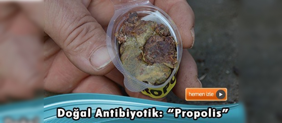 Doğal antibiyotik: Propolis 