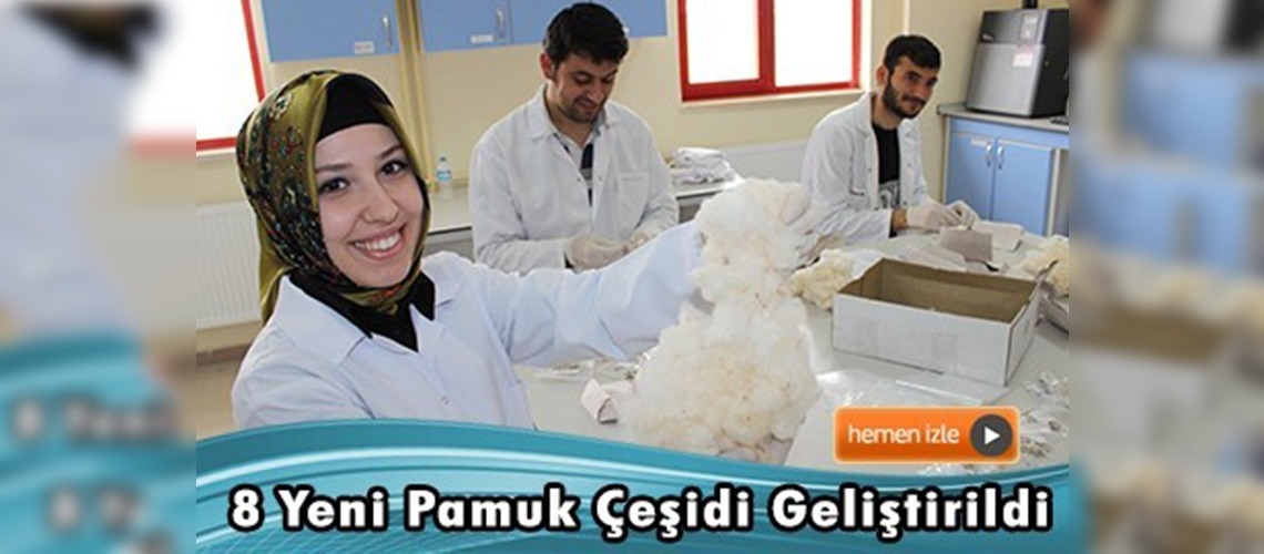 KSÜ'nün bulduğu pamuk türleri satışa çıkacak