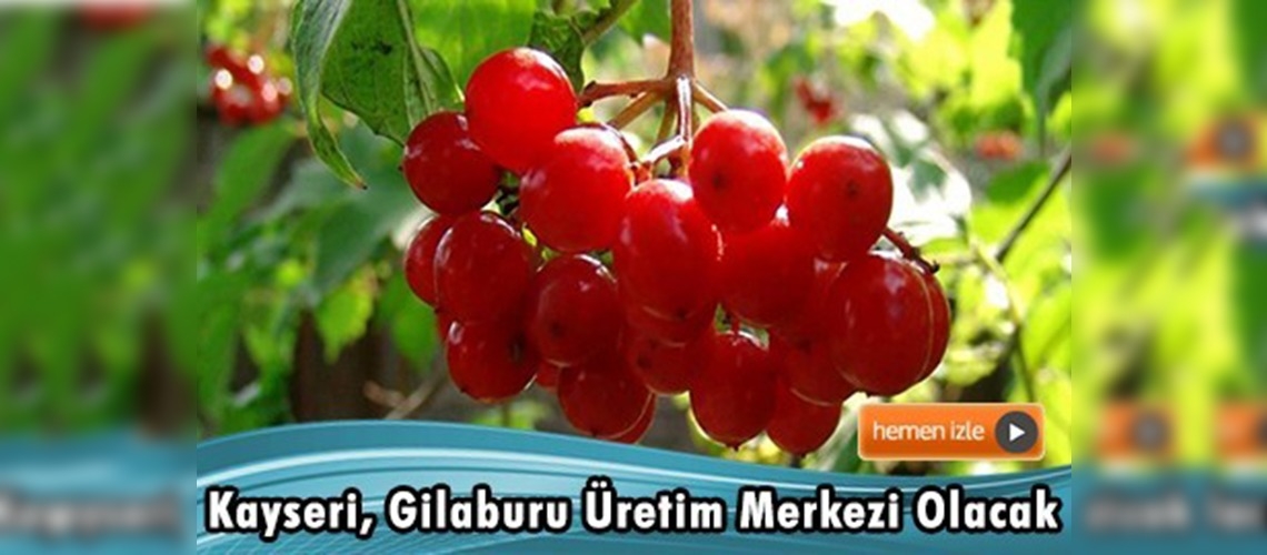 ''Gençlik İksiri'' gilaburu ticari amaçlı üretilecek