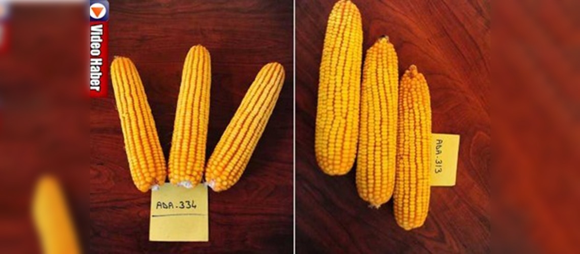 Türkiye iki yeni mısır çeşidi geliştirdi