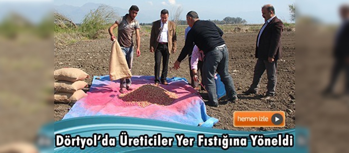 Hatay'da yer fıstığı ekimi başladı