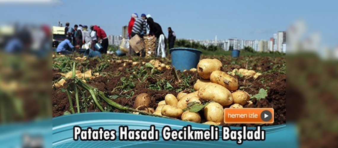 Çukurova'da patates hasadı başladı 