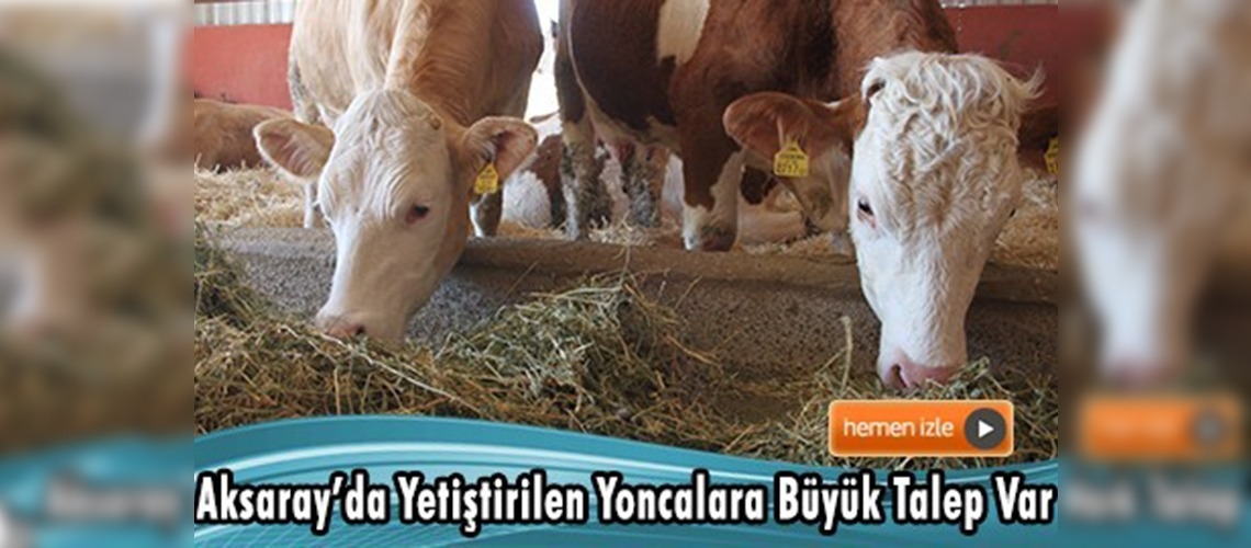 Yoncadaki kalite süt üretimine yansıdı