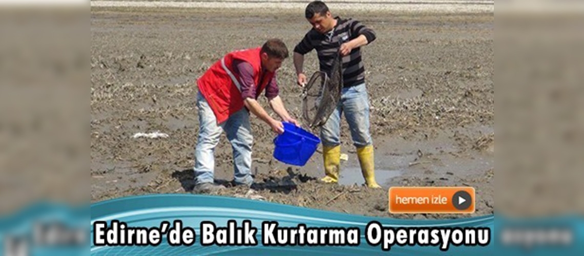 Çeltik tarlalarında mahsur kalan balıklar kurtarılıyor