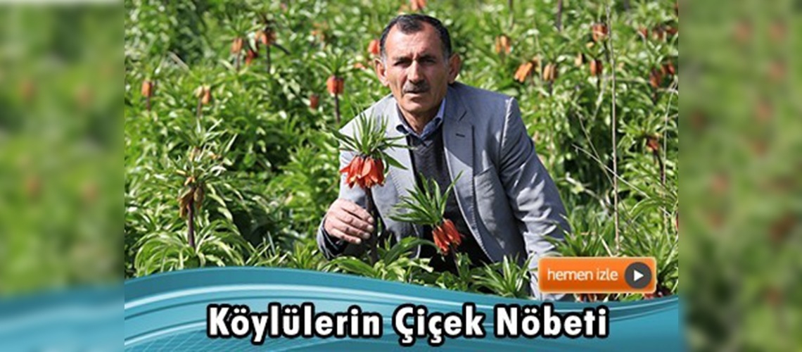 Vanlı vatandaşlar ters laleyi koruma altına aldı