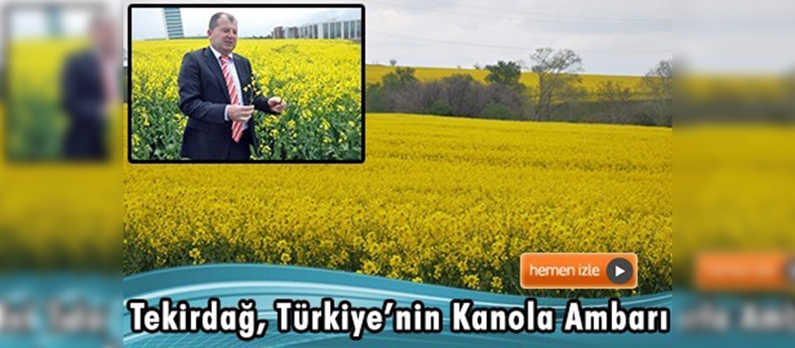 En Kaliteli Biyodizel Elde Edilen Bitkilerden