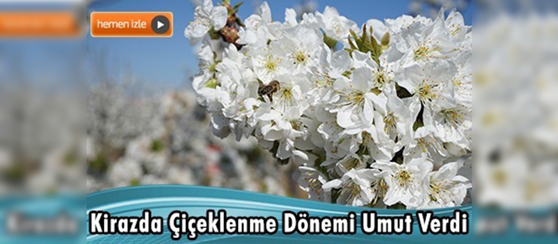 Kirazda Çiçeklenme Dönemi Umut Verdi