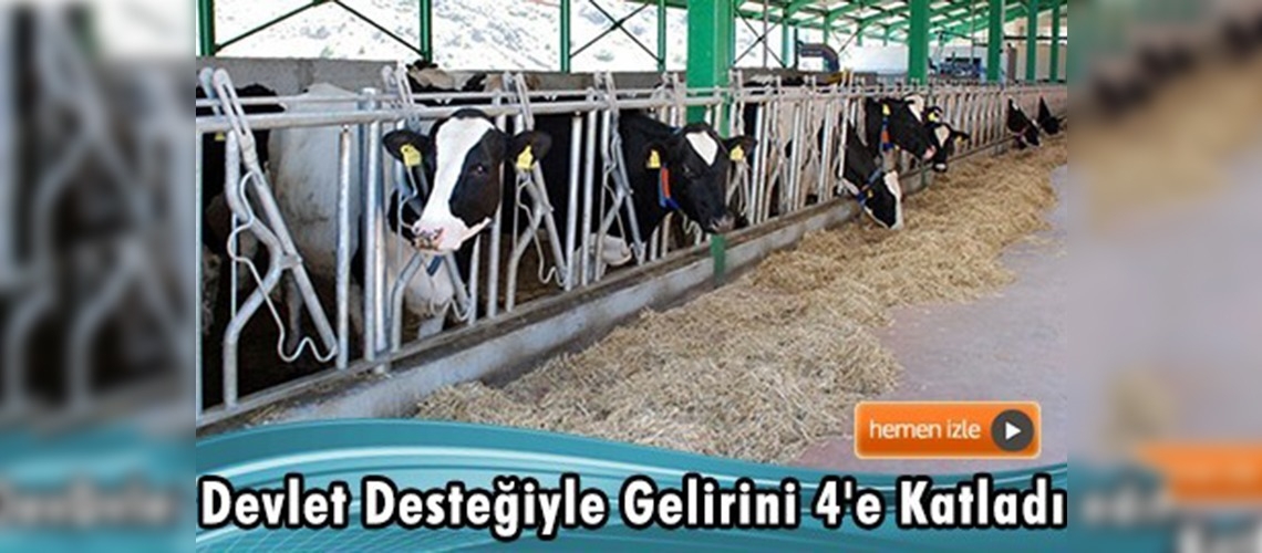 Hayvanların Sağımında Robot Teknolojisi Kullanıyor