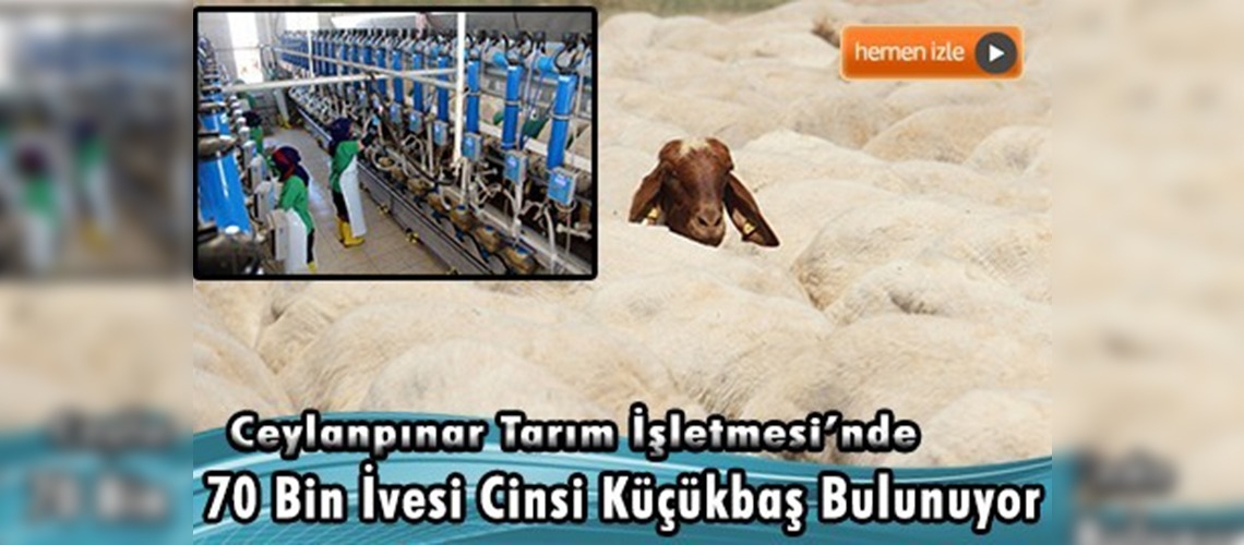 İvesi koyunları yaza hazırlanıyor