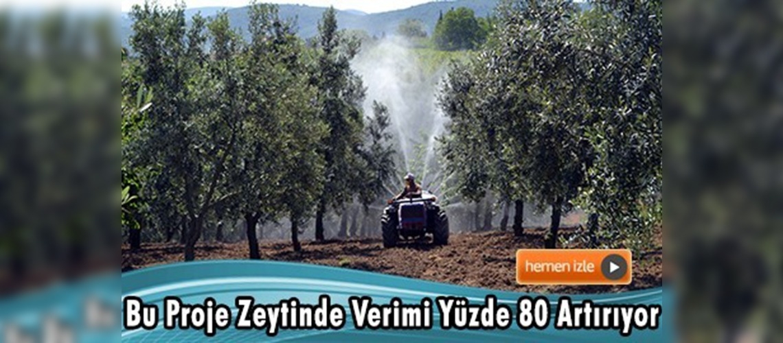 ''Zeytinde Periyodisitenin Kırılması Projesi''