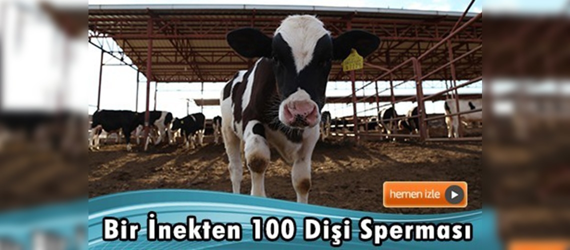 Embriyo transferiyle yüksek kalitede dişi buzağı elde edilebilir