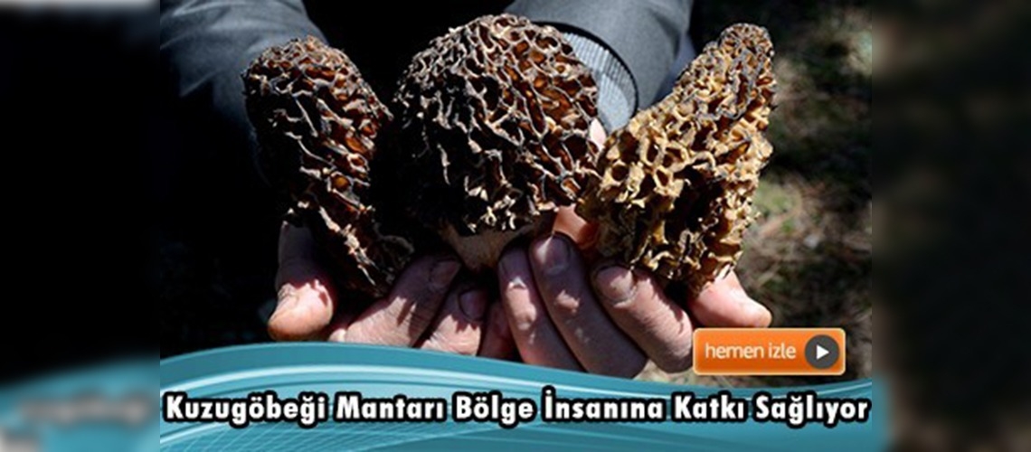 Bu mantarın kilosu 600 lira 