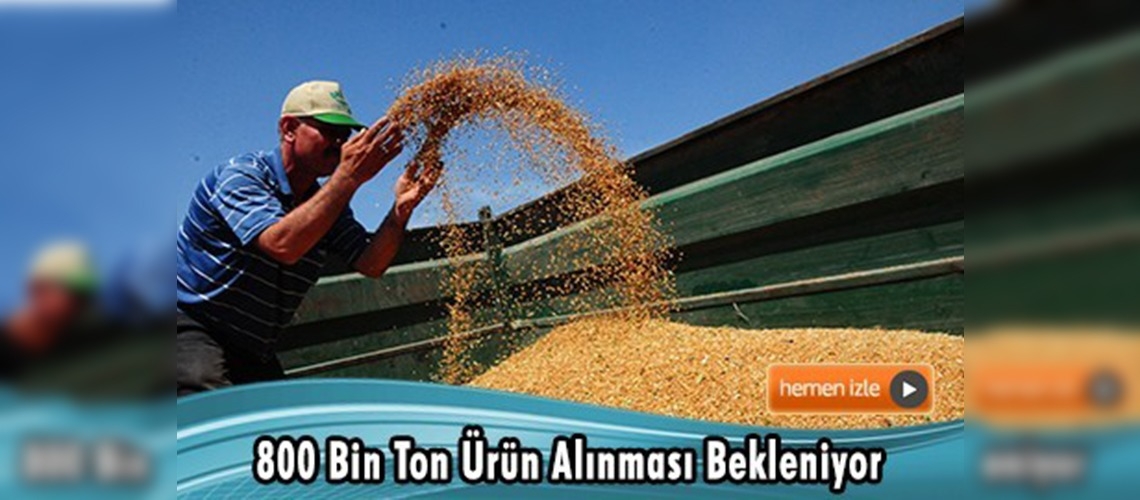 Çukurova'da buğday rekoltesinde beklenti yüksek