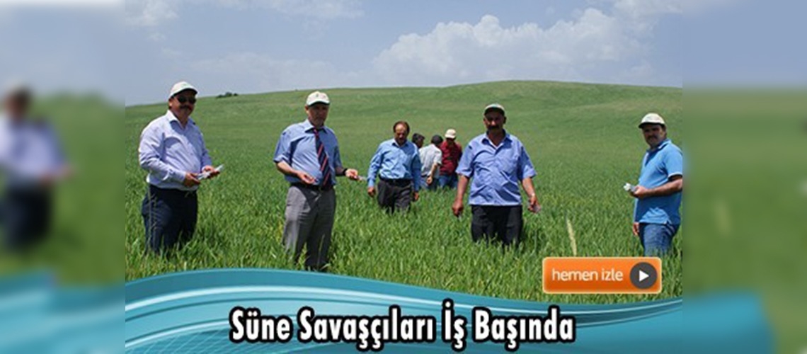 Kırıkkale'de 125 bin adet faydalı böcek tarlalarda