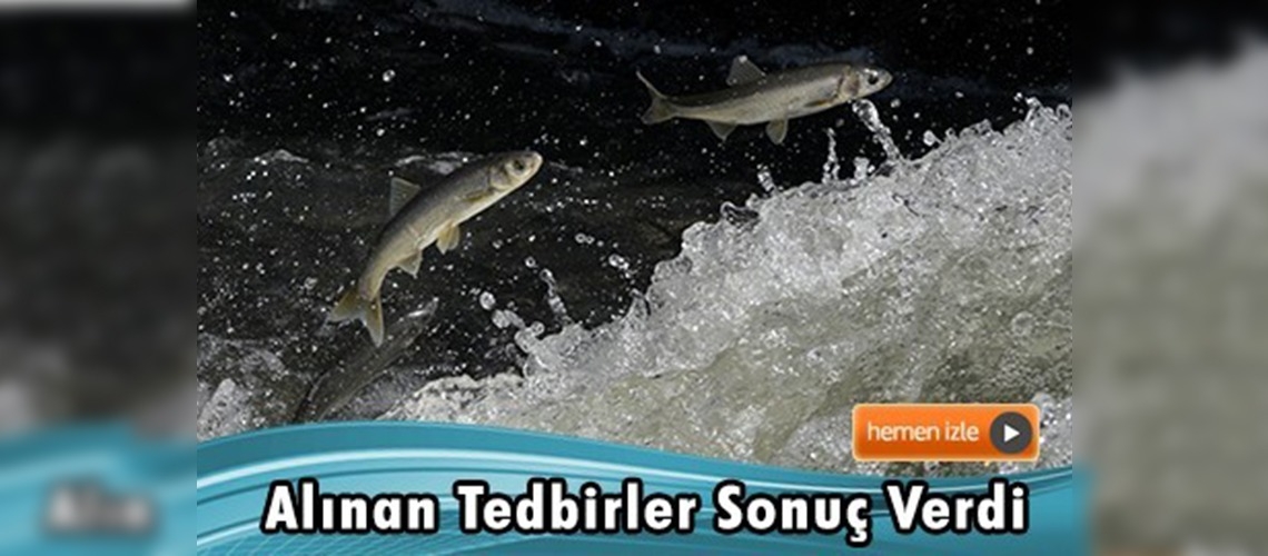 İnci kefalinin boyu uzadı, ağırlığı arttı