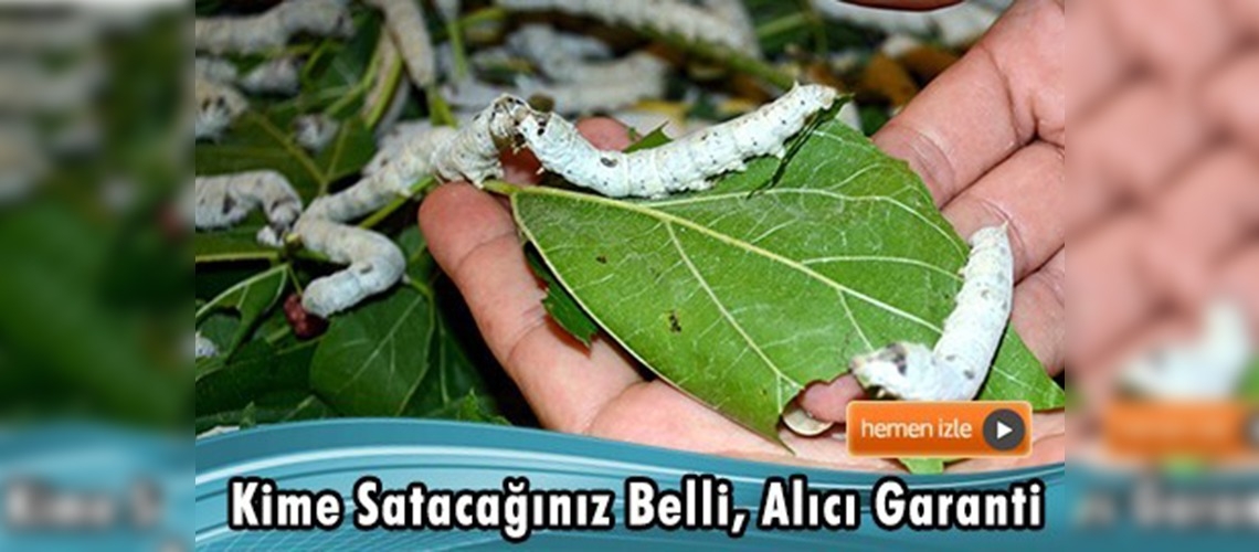 Kozada kırağıya rağmen 110 ton üretim hedefi