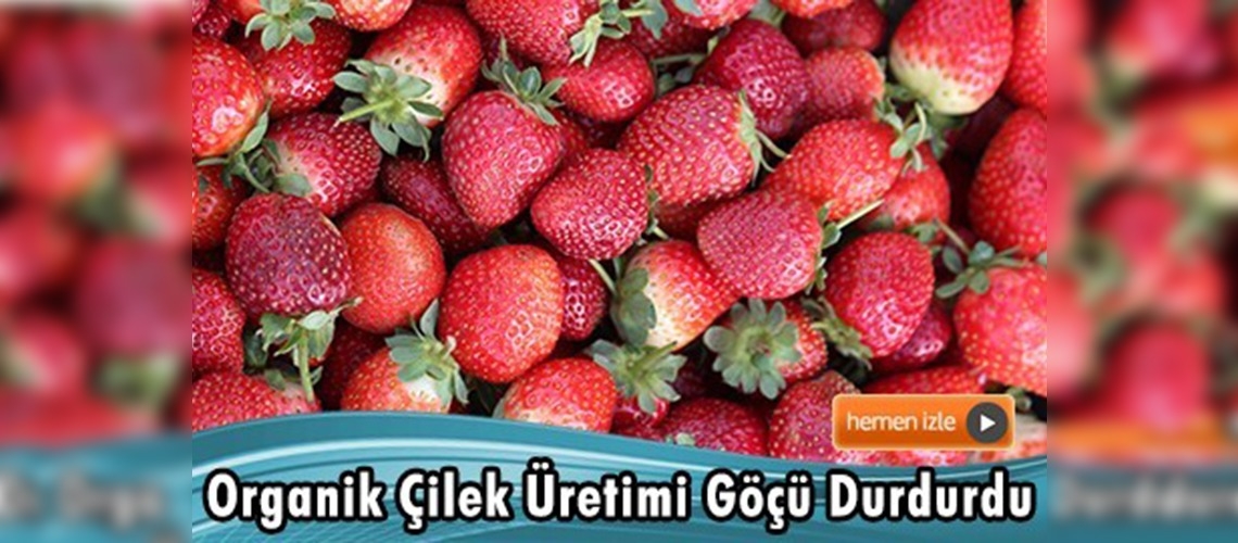 Hedef 15 bin dekarda üretim yapmak