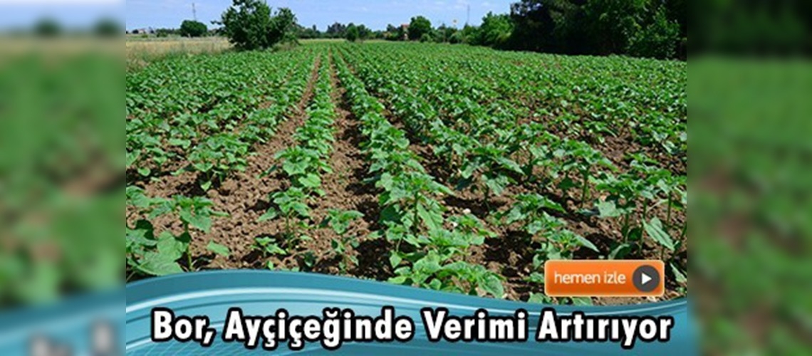 Verim dekar başına yüzde 20 artıyor