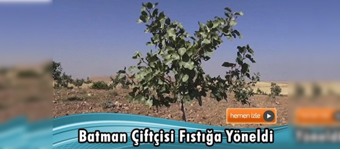 Batman çiftçisi fıstığa yöneldi