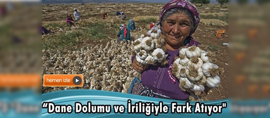 ''Araban sarımsağı'' Taşköprü'ye rakip 