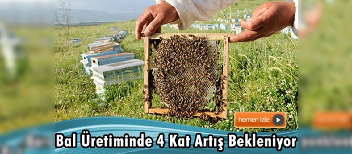 Üçgül bolluğu arıcıları sevindirdi 