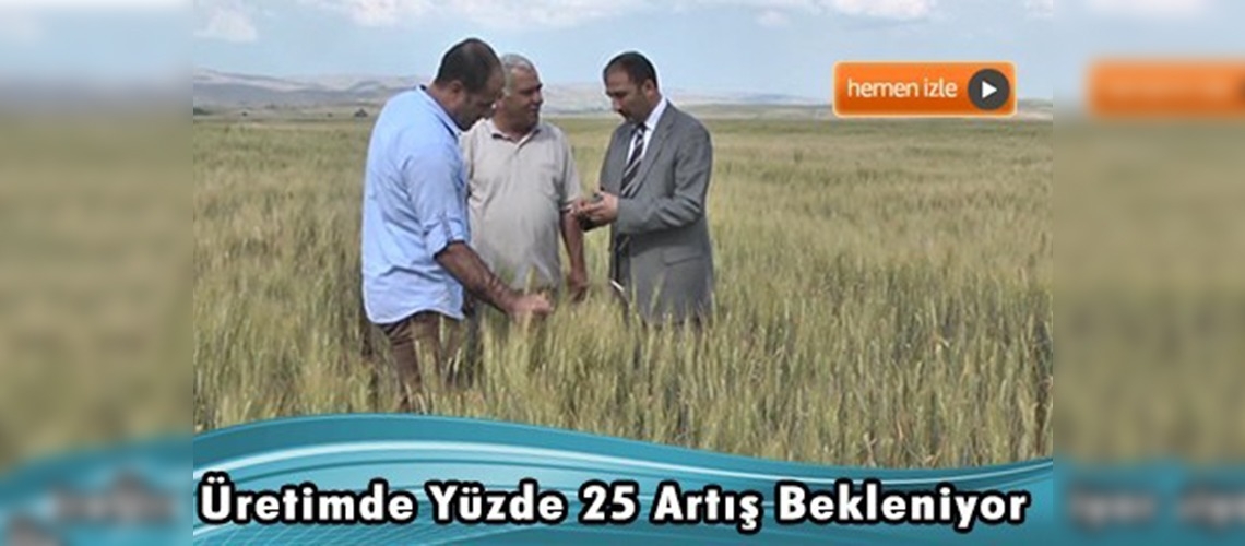 Muş'ta buğday veriminde artış bekleniyor