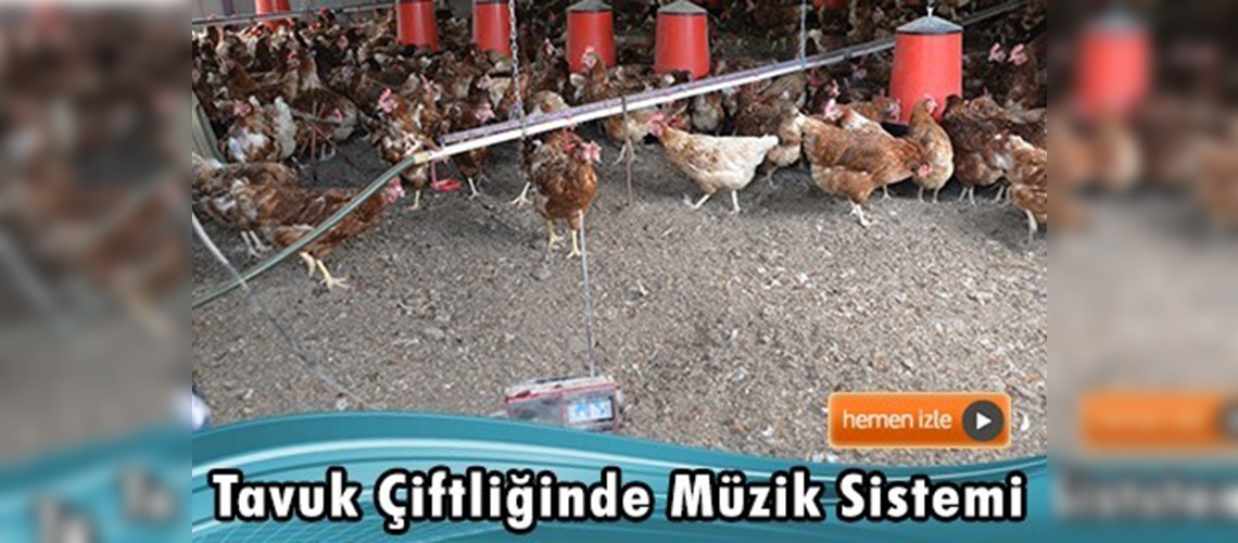 Daha çok yumurta için tavuk çiftliğine müzik sistemi kurdu