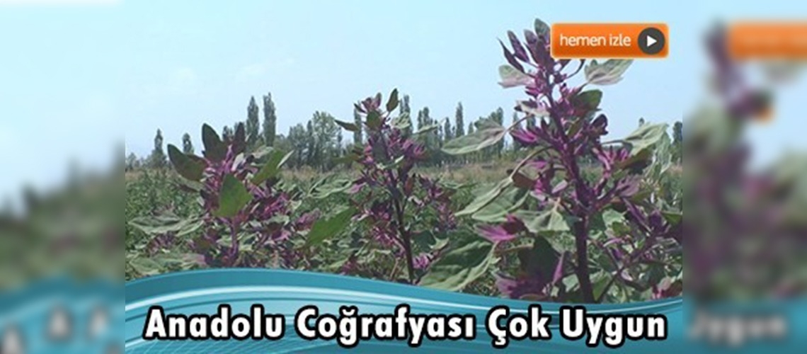 And Dağları'nın kinoası Anadolu topraklarını sevdi