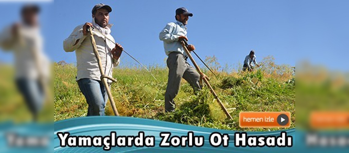 Dağlıcalı çiftçiler geleneksel yollarla ot biçiyor