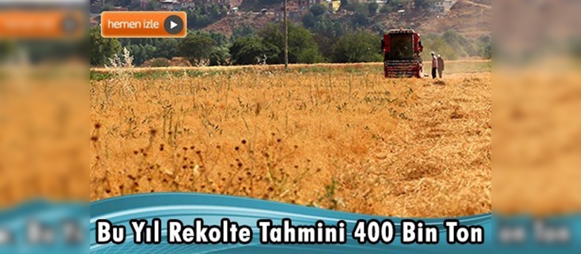 Kırmızı mercimek rekoltesinde artış bekleniyor