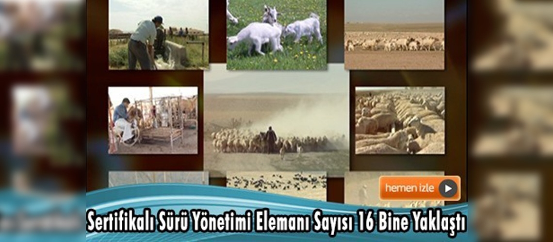 Sürü yönetimi elemanı eğitimleri devam ediyor