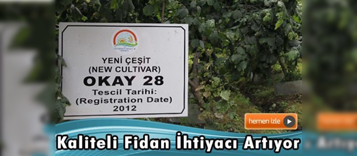 Fındık fidanı ihtiyacı laboratuvarda karşılanacak