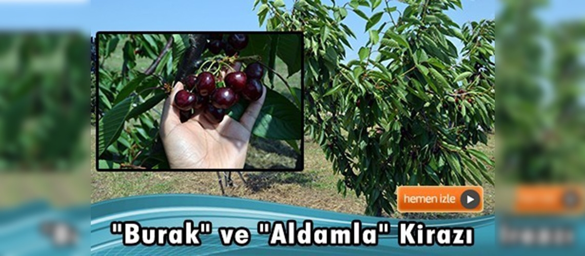 ''Burak'' ve ''Aldamla'' kirazı görücüye çıktı