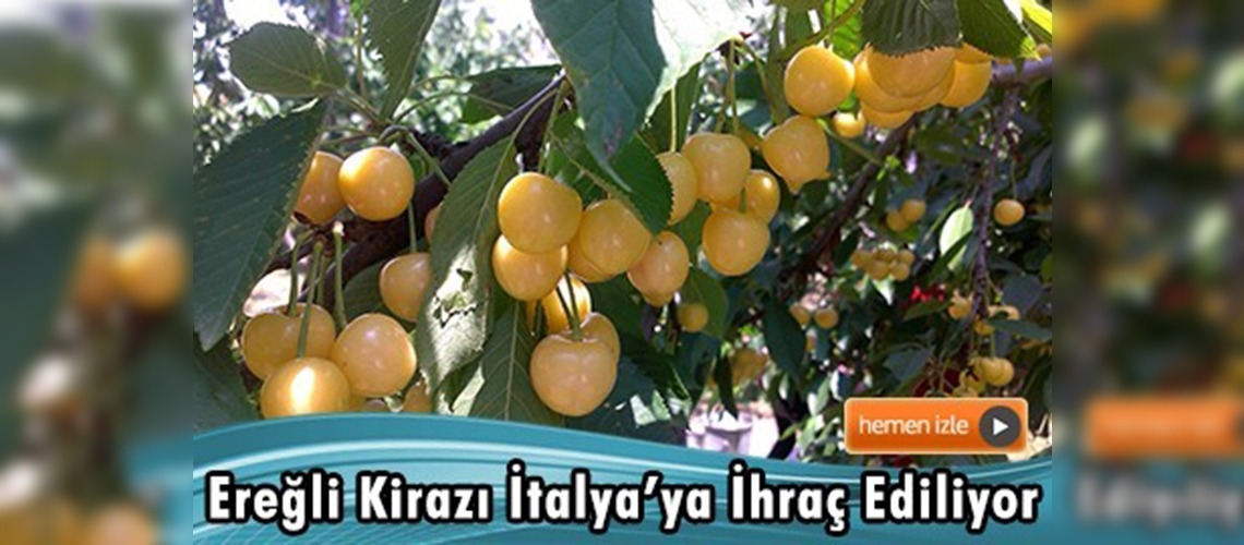 Konya'da beyaz kiraz hasadı başladı