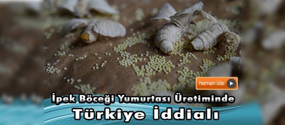 Türkiye, ipek böceği yumurtası üretiminde iddialı 