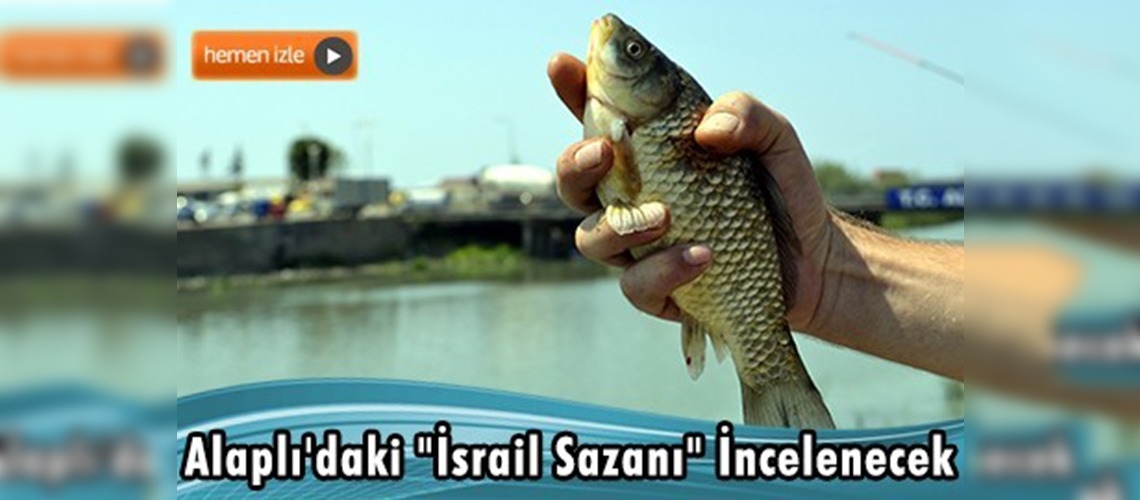 Zonguldak'ta Carassius Gibelio balığına karşı önlem alınıyor