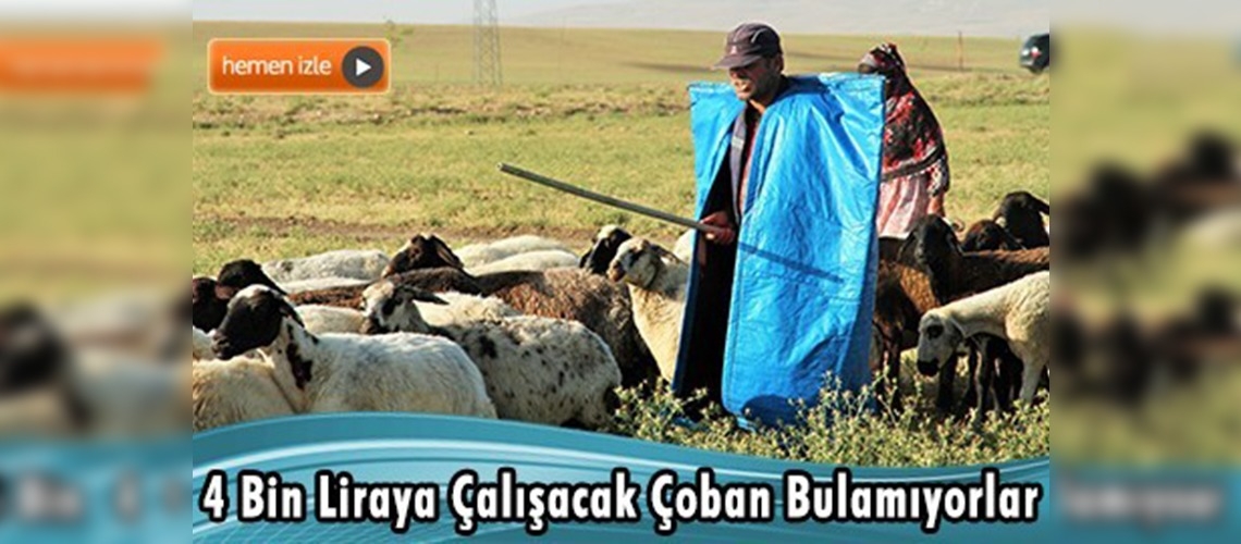 4 bin liraya çalışacak çoban bulamıyorlar