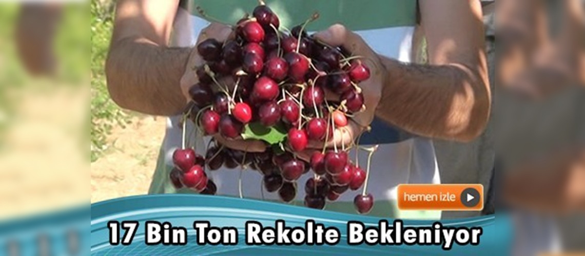 Kiraz, üreticisinin yüzünü güldürdü