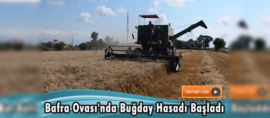 200 bin dekar alanda ekilen buğdayın hasadı başladı