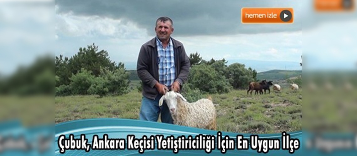 Çubuk'ta Ankara keçisi sayısını artırma çalışmaları