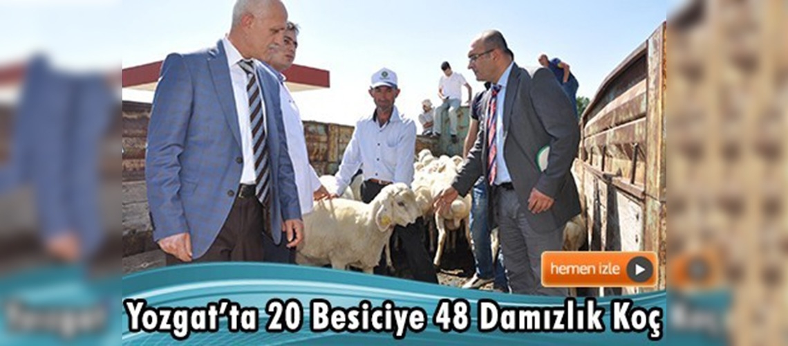 Yozgat'ta Besicilere Damızlık Koç Dağıtıldı