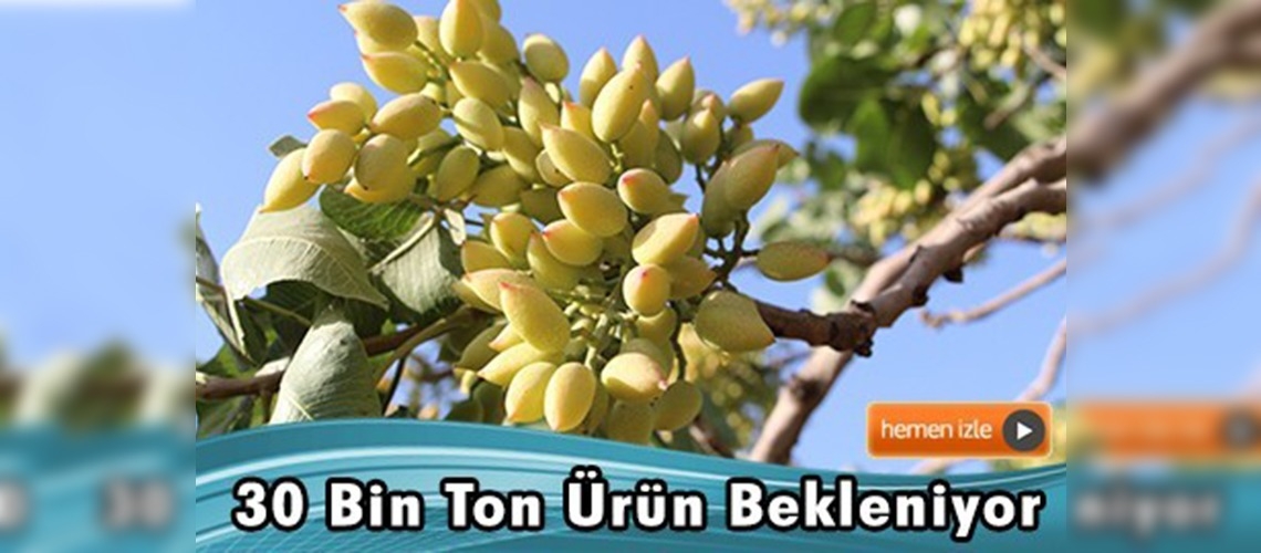 ''Siirt fıstığı''nda rekor rekolte bekleniyor