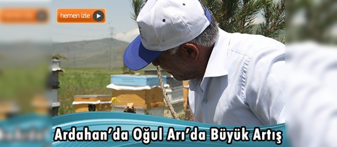 Ardahan'da oğul arıda yüzde 50 artış oldu
