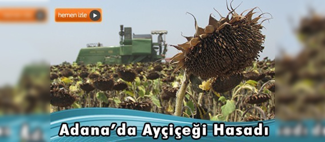 Ayçiçeği hasadı başladı