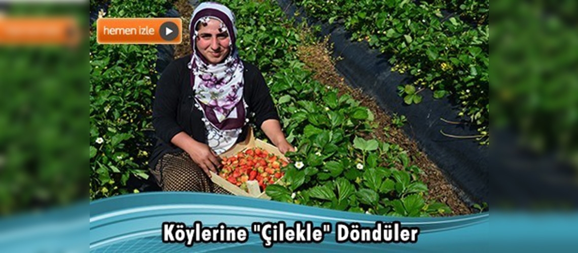 Köylerine dönen çiftçiler çilek üretmeye başladı