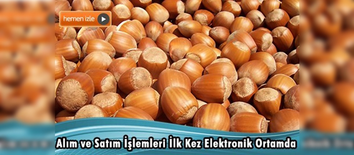 Dünyanın ilk fındık borsası Giresun'da kuruluyor