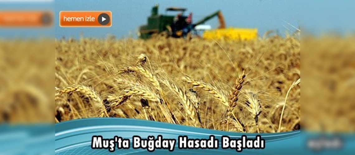 Buğdayda geçmiş yıla oranla yaklaşık yüzde 30 rekolte artışı bekleniyor